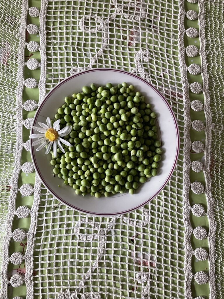 Maggio “Petit Pois“